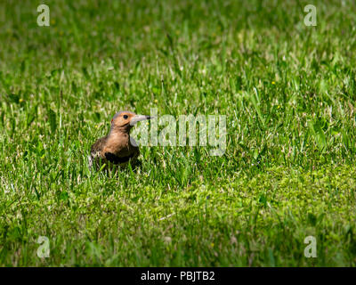 Northern Flicker woodpecker on ground Stock Photo