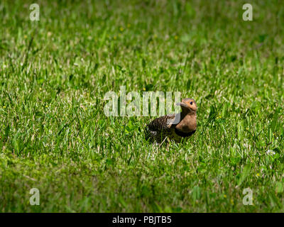 Northern Flicker woodpecker on ground Stock Photo