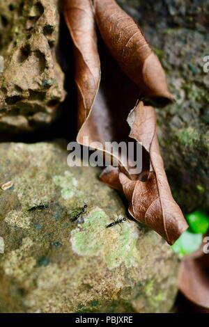 Rainforest ants Tetraponera punctulata marching on a rock, Wooroonooran National Park, Atherton Tablelands, QLD, Australia Stock Photo