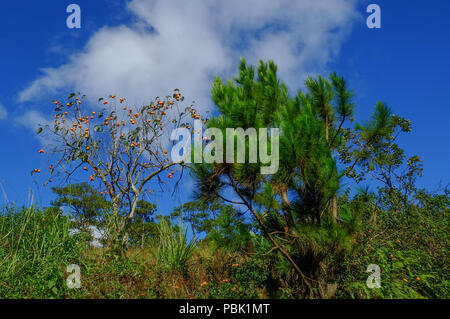 Japanese persimmon tree (kaki) with fruits grow in a garden. Stock Photo