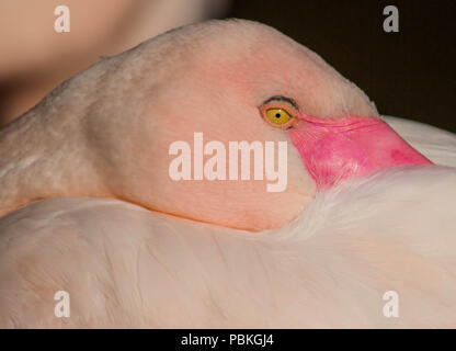 Beautiful Flamingo Stock Photo