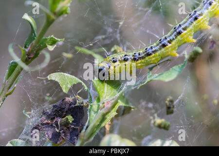 Caterpillar of the box tree moth eating buxus leaves in damaged plant with silke entangled frass Stock Photo