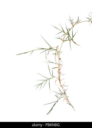 Couch aka twitch grass Elymus repens. invasive weed hated by gardeners. Isolated on white. Stock Photo