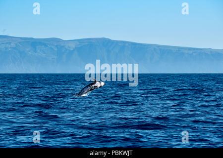 Risso's dolphin leaping from the water near Pico Island Stock Photo