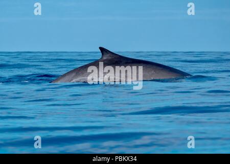 A sleek beautiful fin whale in the Azores Stock Photo