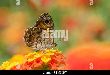 Lasiommata megera, the wall butterfly, or wall brown butterfly, Mijas, Malaga, Spain. Stock Photo