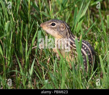 Thirteen-lined ground squirrel (Ictidomys tridecemlineatus) in prairie, Iowa, USA Stock Photo