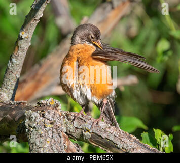 American robin (Turdus migratorius) cleaning feathers after bathing, Iowa, USA Stock Photo