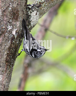 Black-and-White Warbler May 25th, 2012 Near Acadia National Park in MaineM Stock Photo