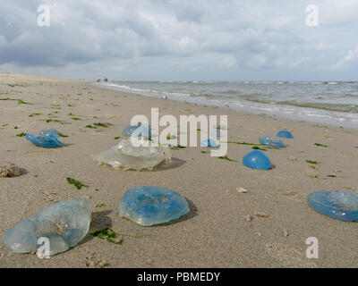 colourful varieties of jellyfish washed ashore on Dutch coast Stock Photo