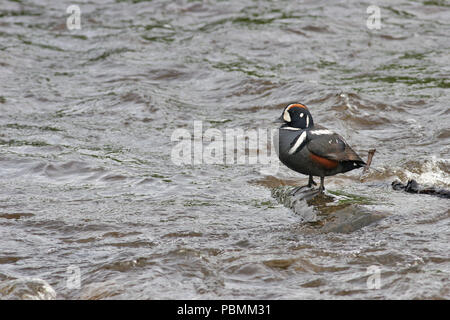 Harlequin Duck (Histrionicus histrionicus) perched on a rock in a rapidly flowing river on the Kenai Peninsula in Alaska. Stock Photo