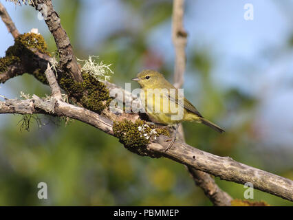 Orange-crowned Warbler June 26th, 2011 Ecola State Park, Oregon Stock Photo