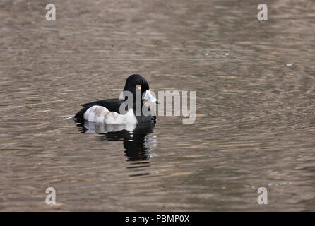 Ring-necked Duck December 18th, 2008 Land's End in San Francisco, California Stock Photo