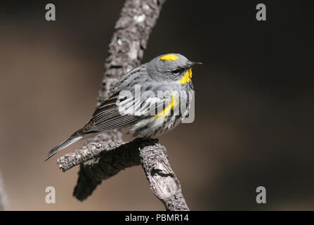 Yellow-rumped Warbler - Audubon's Form May 2nd, 2008 Bryce Canyon National Park, Utah Stock Photo