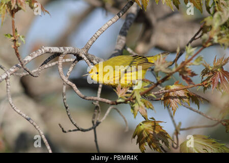 Yellow Warbler (Setophaga petechia) May 16th, 2014 Minnehaha County, South Dakota Stock Photo