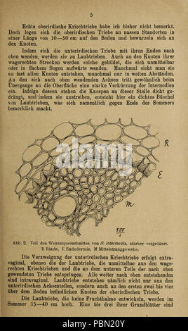 Abhandlungen herausgegeben vom Naturwissenschaftlichen Verein zu Bremen (Page 5) Stock Photo