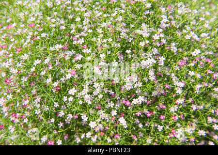 Beautiful Gypsophila flower, babysbreath gypsophila (Gypsophila paniculata L.) blooming in the garden. Top view. Stock Photo