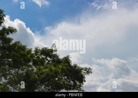 Wispy clouds with trees in the foreground. Stock Photo
