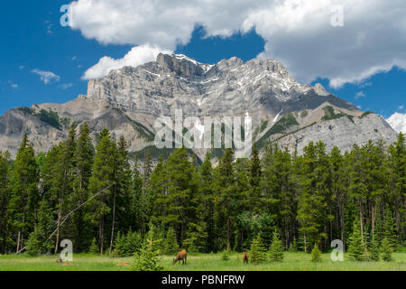 Elk in Banff National Park, Alberta, Canada Stock Photo