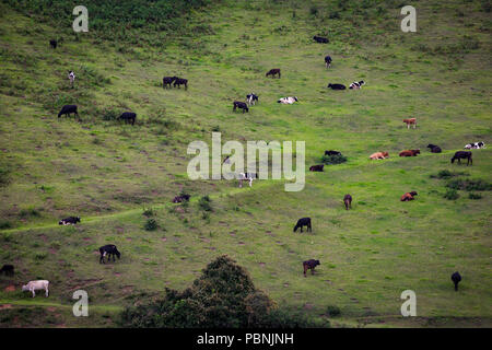 scenic grassland - cow graze - dream landscape - scenic landscape - beautiful - landscape - cattle graze on the open meadows Stock Photo