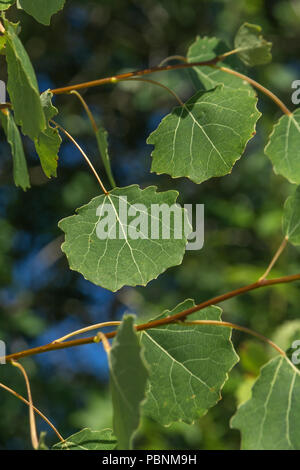 Foliage of Aspen [Populus tremula}. Stock Photo