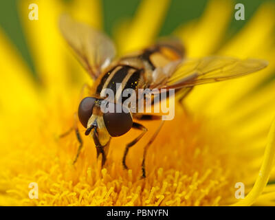 Large tiger hoverfly sitting on a plant in its habitat in Denmark Stock Photo