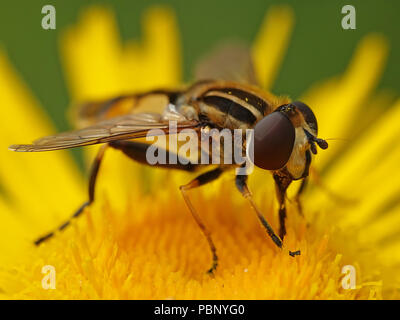 Large tiger hoverfly sitting on a plant in its habitat in Denmark Stock Photo