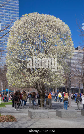 Callery pear (Pyrus calleryana) known as the 'survivor tree', in bloom, World Trade Center site, New York City, USA Stock Photo