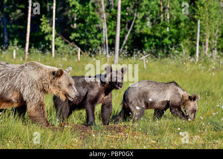 Brown bear mom with yearlings is crossing the swamp. Stock Photo