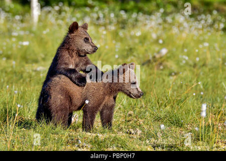 Brown bear cubs are playing at the swamp. Stock Photo