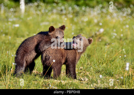 Brown bear cubs are playing at the swamp. Stock Photo