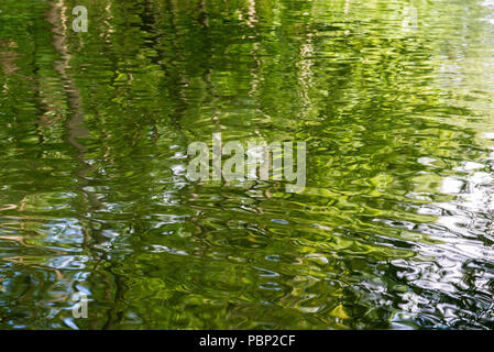 Water background pattern on a lake with trees mirroring on the water surface Stock Photo