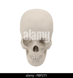 Anatomically correct medical model of the female human skull on white. 3D illustration Stock Photo