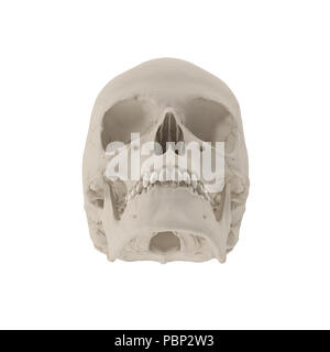 Anatomically correct medical model of the female human skull on white. 3D illustration Stock Photo