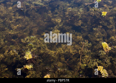 Submerged stems of Ceratophyllum demersum in lake of Special nature reserve Zasavica in Serbia Stock Photo