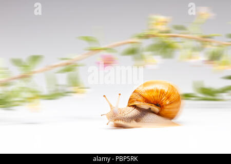 snail is very fast creeping