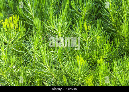 Decorative green grass, imitating fir twigs, macro. Asparagus closeup Stock Photo