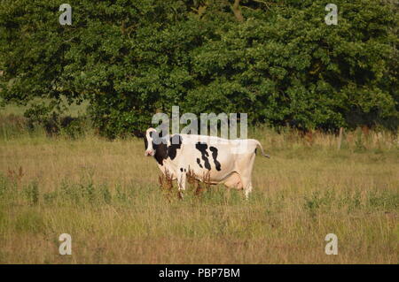 A cow in a field in Staffordshire, UK Stock Photo