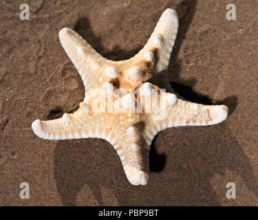 Dried specimen of Knobby Starfish lying on wet sand on the beach at sunrise. Horned Sea Star. Chocolate Chip Sea Star. Protoreaster nodosus,   Class A Stock Photo