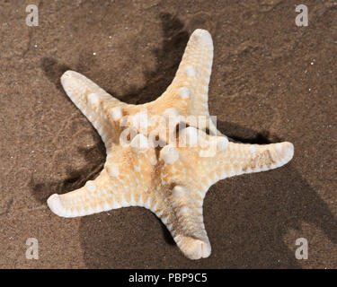 Dried specimen of Knobby Starfish lying on wet sand on the beach at sunrise. Horned Sea Star. Chocolate Chip Sea Star. Protoreaster nodosus,   Class A Stock Photo