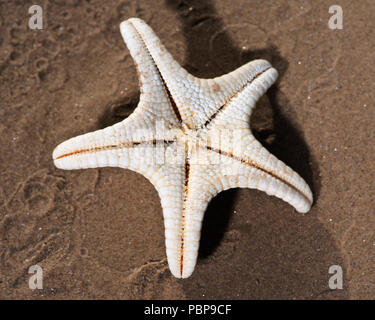 Dried specimen of Knobby Starfish lying on wet sand on the beach at sunrise. Horned Sea Star. Chocolate Chip Sea Star. Protoreaster nodosus,   Class A Stock Photo