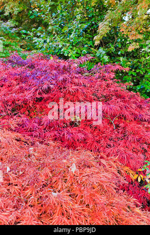 Bright vivid pattern of autumnal colours of leaves in botanic garden around red hues against evergreen traditional branches in Blue Mountains national Stock Photo