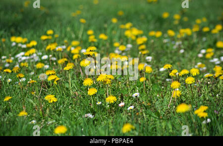 Field full of blooming dandelions in spring time Stock Photo