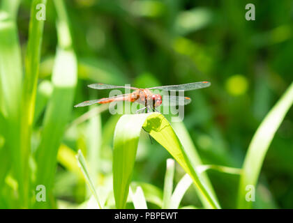 Red and orange dragonfly on green leaf and background Stock Photo