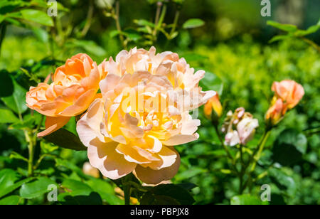 Yellow or orange rose growing in early Summer in West Sussex, England, UK. Stock Photo