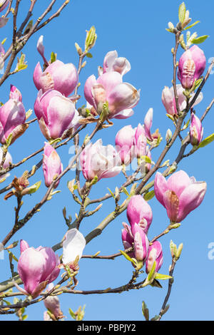 Magnolia tree with pink and white petals, beginning to flower in Spring in the UK. Stock Photo