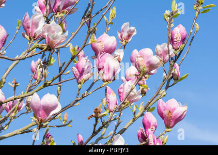 Magnolia tree with pink and white petals, beginning to flower in Spring in the UK. Stock Photo