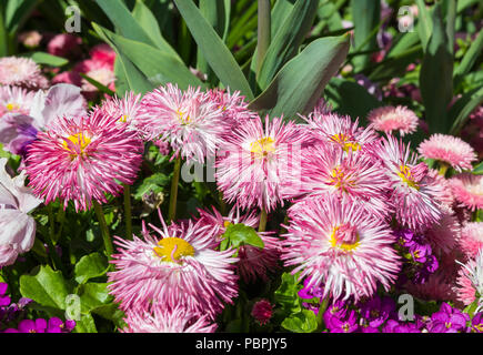 Bellis Perennis 'Habanera Mix' pink and white tipped (English Daisy, Lawn Daisy) daisies from the Habanera series in Spring in West Sussex, UK. Stock Photo