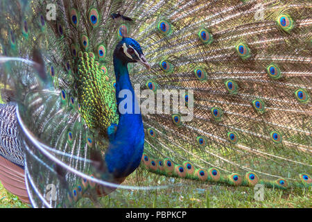 Profile of a peacock, spreading its beautiful feathers on a green meadow. Stock Photo