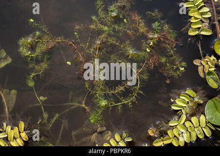 common bladderwort - Utricularia vulgaris floating in the water Stock Photo